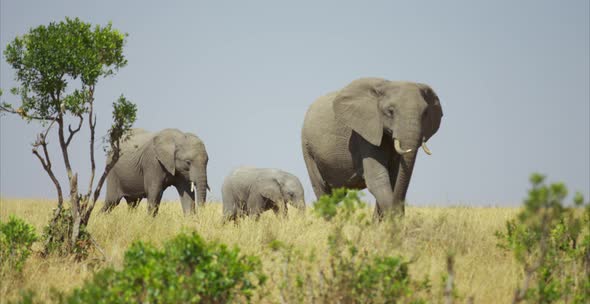 Family of elephants in the savanna