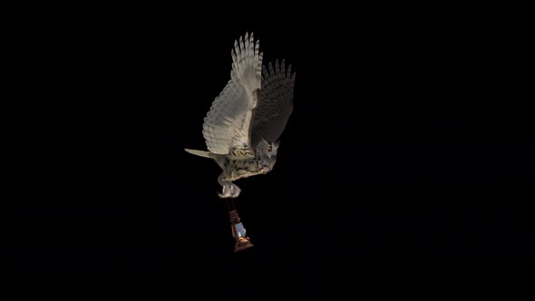 Horned Owl with Lantern Lamp - Flying Loop - Side Angle