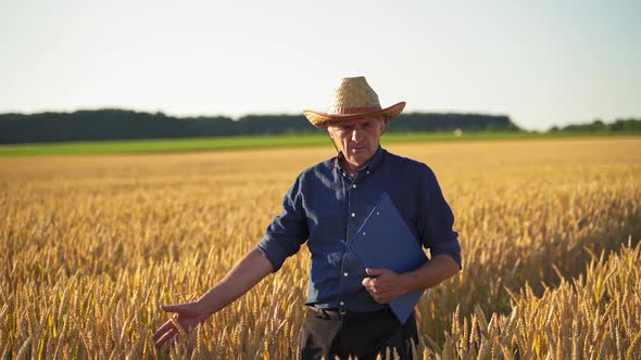 Agronomist inspecting wheat field. Man agronomist farmer in golden wheat field