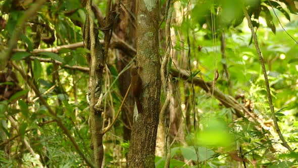 A plain brown woodcreeper hanging on a tree eating an insect in the forest, Dendrocincla fuliginosa