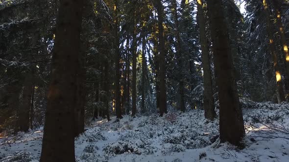 Winter Forest Snow Sunset