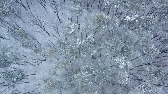 Top View on the Winter Snowcovered Forest in Snowfall