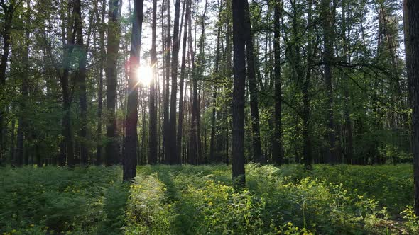 Wild Forest Landscape on a Summer Day