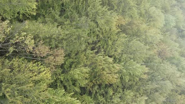 Vertical Video Aerial View of Trees in the Forest