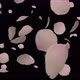 Sakura Falling Cherry Blossom - VideoHive Item for Sale
