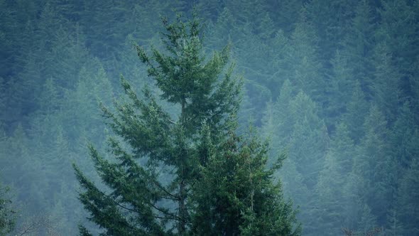 Misty Forest In Rainfall