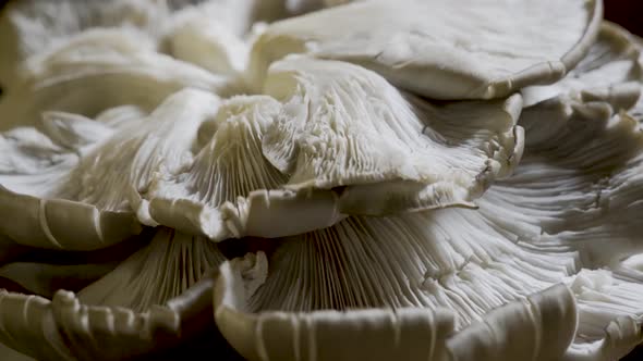 Extremely tight shot of fresh oyster mushrooms upside down so you can see the lung like look of the