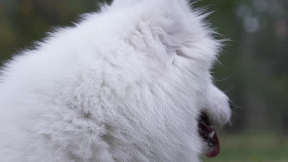 Portrait of a Charming Samoyed Spitz on a Blurred Background of an Autumn Park