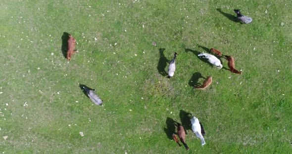 aerial view of herd of Wild Horses, grazing on green on green field alt