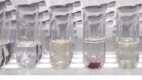 Test Tubes with Different Samples: Tubifex Worm, Nematode and Chaoborus Larva