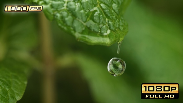 Droplet Dripping from Mint Leaf