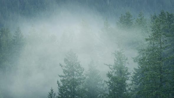 Rain And Mist In Wilderness Forest