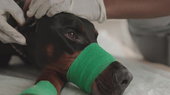 Injured Dog on Medical Appointment
