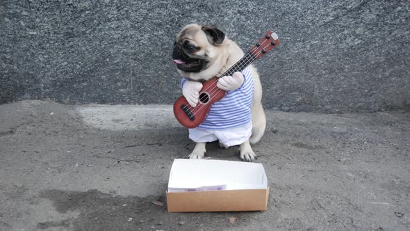 Cute Funny Pug Dog Earning with Playing Music on Guitar on the City Street