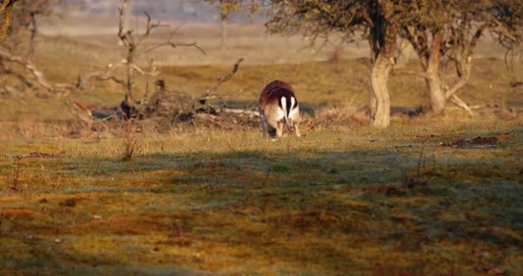 Wild Deers Headbutting On Field. - wide shot