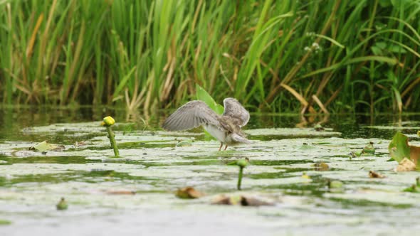 Baby black tern flaps wings trying to take off from water lily in river