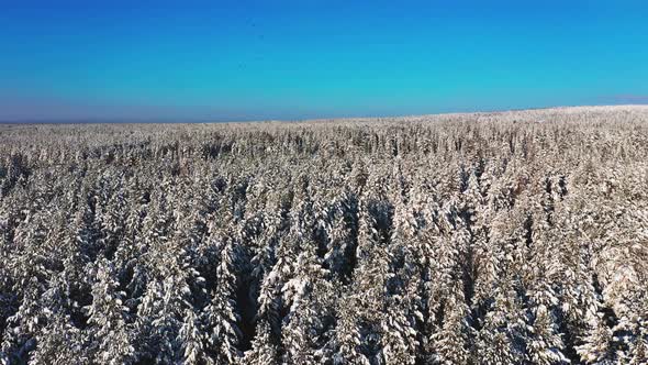 Cinematic Aerial View of a Cold Snowcovered Forest at the Top of a Hill