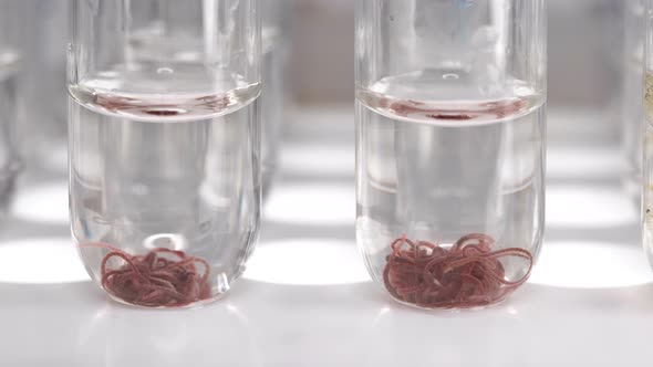 Two Tubes with Worm Tubifex in the Laboratory for Study