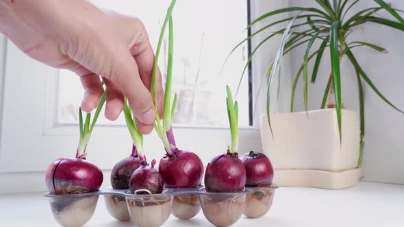 A woman's hand picks fresh green onions grown on a window