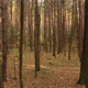 Autumn Deciduous Forest on Clear Day - VideoHive Item for Sale