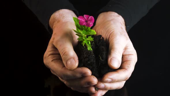 Old Man Hands With Little Sprout On Dark Background