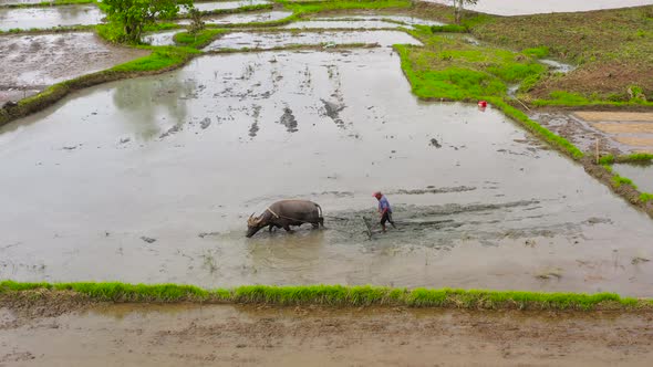 Farmer Plows an Agricultural Field with the Help of a Bull with a Plow