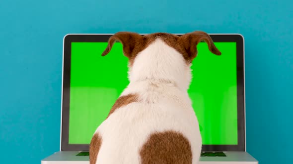 Dog Browsing Laptop in Studio