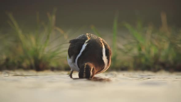 A view from a sunken photographic Lagoon hide in the Zimanga Private game reserve on a summer day of