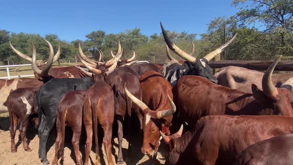 Parallax close up of many individual Watusi cows together on an African farm