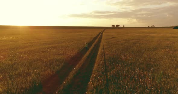 Sporty Child Runs Through a Green Wheat Field. Evening Sport Training Exercises at Rural Meadow