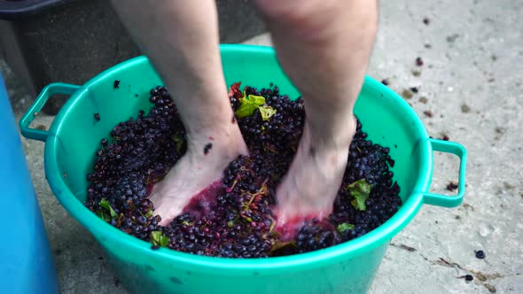 Grapetreading or Grapestomping in Traditional Winemaking