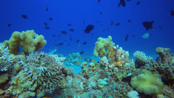 Tropical Blue Water Colorful Fishes