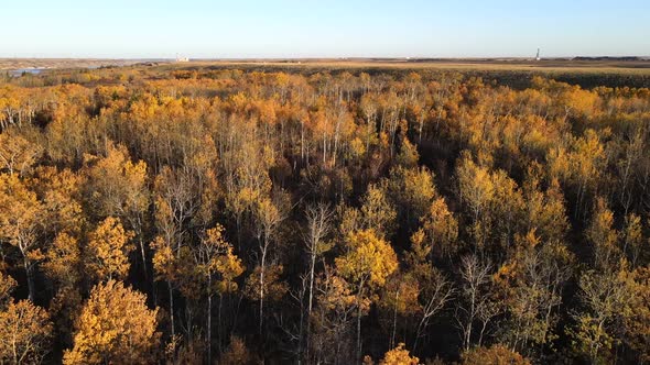 Drone flying towards a big autumnal forest in central Alberta, Canada. 4K aerial footage of woodland