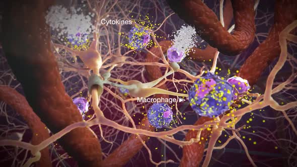 Macrophage - Tcell 3d medical animation