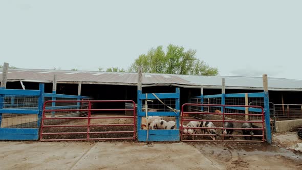 Wide Shot of Pig Farm Many Pigs Near the Fence