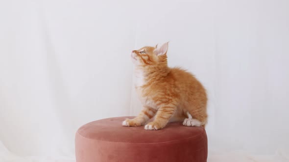 Ginger Cat Hunting for a Mouse on White Isolated Background