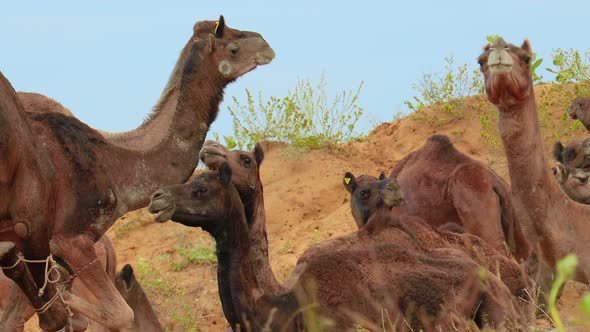 Camels at the Pushkar Fair, Also Called the Pushkar Camel Fair or Locally As Kartik Mela Is an