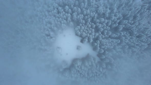 Aerial Top Down Shot Winter Pine Forest Covered in Snow Clouds