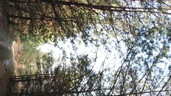 Vertical Video Aerial View of Trees in the Forest on an Autumn Day in Ukraine Slow Motion