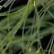 Green Algae of the Cyanobacteria Oscillatoria Under the Microscope, the Family Oscillatoriaceae - VideoHive Item for Sale
