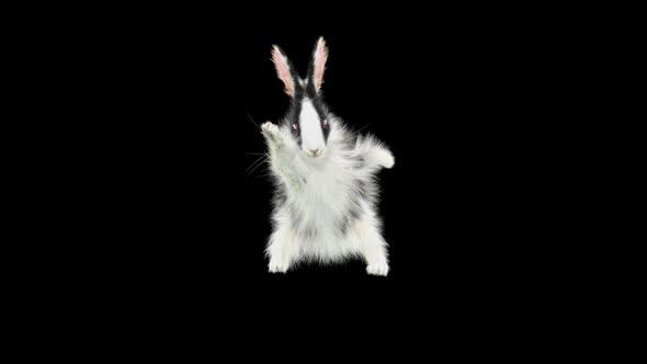 Rabbit Dancing HD