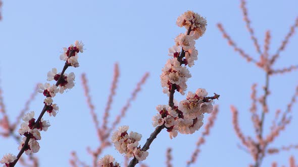 Blooming Apricot Branch