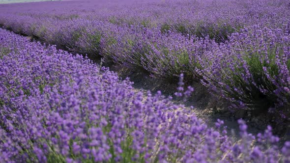 Bright Beautiful Flowering Field of Lavender in the Crimea