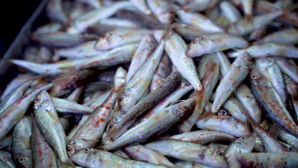 Red mullet fishes at market