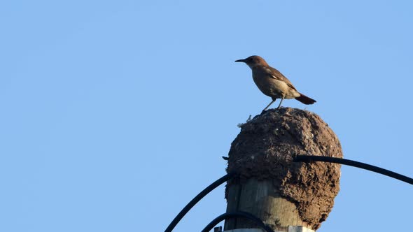 A Rufous Hornero (Furnarius rufus) perched on its nest, built on top of a telephone pole.