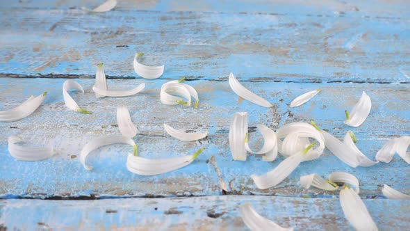 White chamomile petals drops on light blue vintage wooden background. Summer theme. Slow motion.