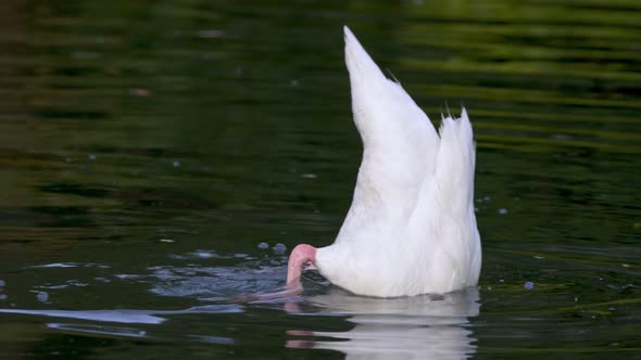 An adult black-necked swan searching for food with its head under water while swimming on a lake