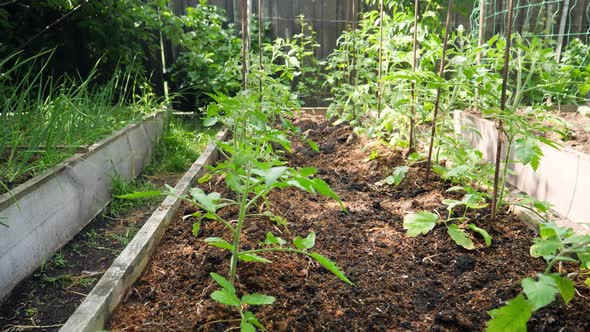 Dolly Video of Organic Vegetables Growing in Straight Rows on Small Farm