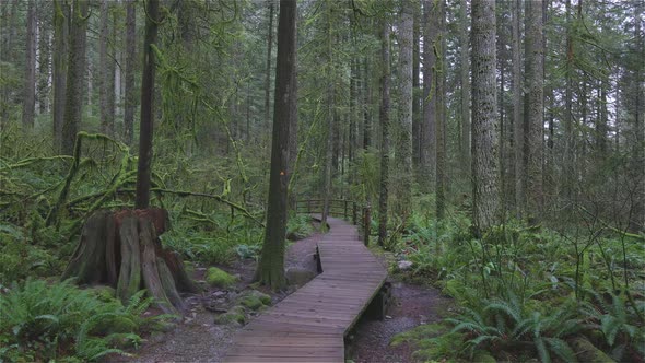 Beautiful Path in the Rainforest