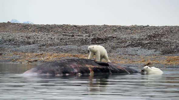 Bears Eat Whale